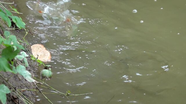 The fish in the pond are fed with thrown dry bread