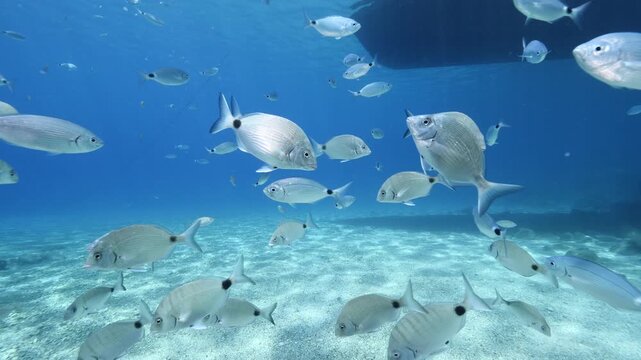 underwater fish scenery from mediterranean  sea breams ocean scenery underwater landscape seabreams  Diplodus sargus