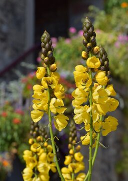Fleurs de s&eacute;n&eacute; amarante ou cassia pop-corn aux p&eacute;tales jaune vif dans un jardin.