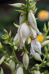 Obraz premium White Yucca Bell Flowers Close-Up