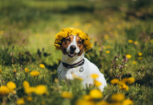 Happy Jack Russell terrier dog wearing yellow dandelion wreath outdoors in green field.