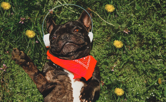 Funny French bulldog with headphones and red bandana lying on green grass among yellow dandelions.