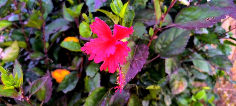Close up of a vibrant red hibiscus flower with delicate petals and a long stamen surrounded by lush green and purple foliage