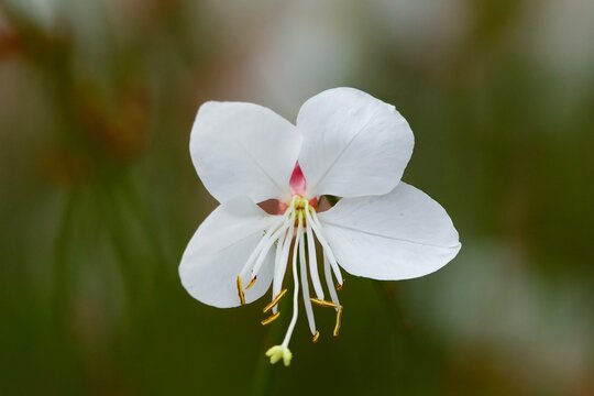White Gaura  Wildflower 