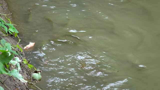 The fish in the pond are fed with thrown dry bread