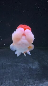 Colorful Fancy Oranda Goldfish Swimming in Tank
​Keywords: oranda goldfish, fancy goldfish, calico orand