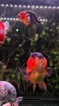 Colorful Fancy Oranda Goldfish Swimming in Tank