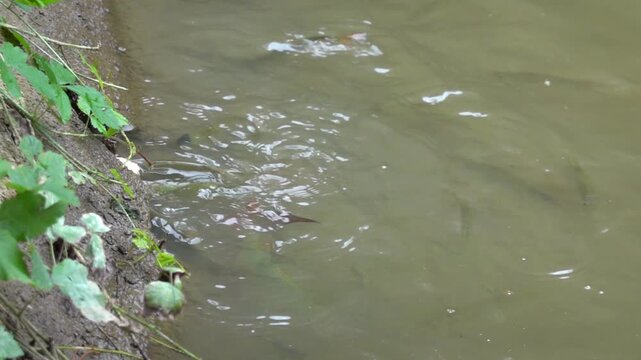 The fish in the pond are fed with thrown dry bread