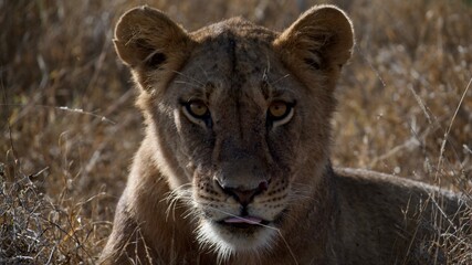 African lioness resting in dry grass on safari © Paige