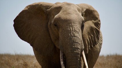 African elephant portrait facing camera on savanna © Paige