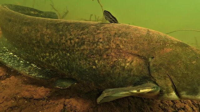 Close-up of a Wels catfish, Silurus glanis, fleeing along a wall as another passes below, suggesting high population density in Lake Salagou, France.