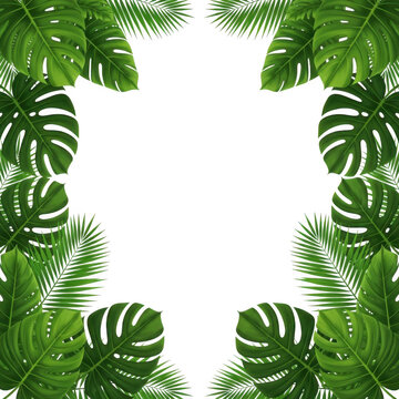 Tropical palm and monstera leaves border isolated on transparent background