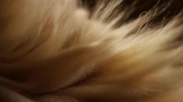 Soft Cream Animal Fur in Warm Light, CloseUp Texture with Gentle Shadows