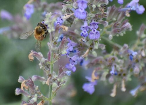 Macro shot of honey bee collecting pollen on blue wildflower.