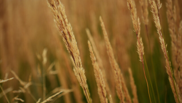 Dried yellow grass close up