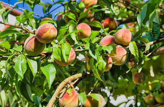 a branch of a peach tree with ripening fruit