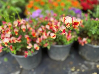 Naklejka premium Close-up of delicate red and yellow parrot's beak flowers (Lotus berthelotii) blooming in potted nursery plants, capturing natural spring botanical beauty and exotic floral foliage.