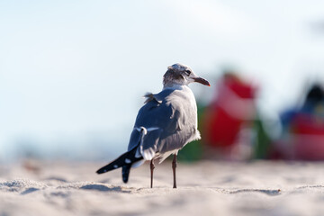 Fototapeta premium Gull standing on sandy beach with colorful background in Miami