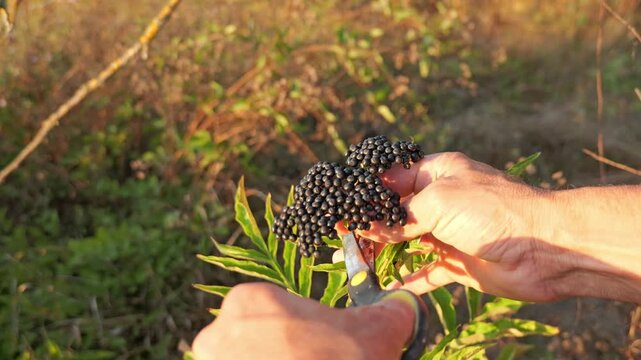 Male hand harvesting ripe elderberries with shears