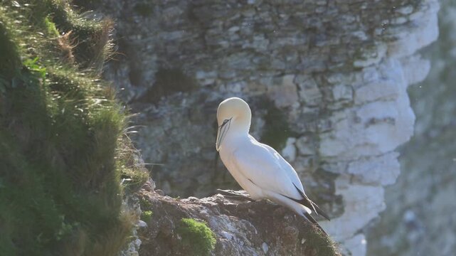 Northern gannet, Morus bassanus, Bempton Cliffs, Yorkshire, England