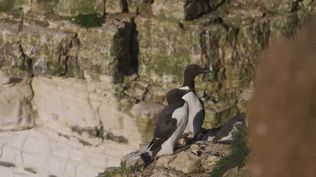 Guillemot, Uria Aalge, Bempton Cliffs, Yorkshire, England