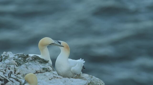 Pair of Northern gannet, Morus bassanus, Bempton Cliffs, Yorkshire, England