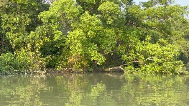 Reflection of Lush Mangrove Forest on Calm River in the Sundarbans, Bangladesh