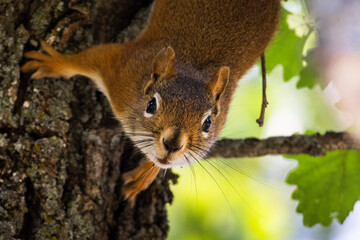 squirrel staring at you © Logan