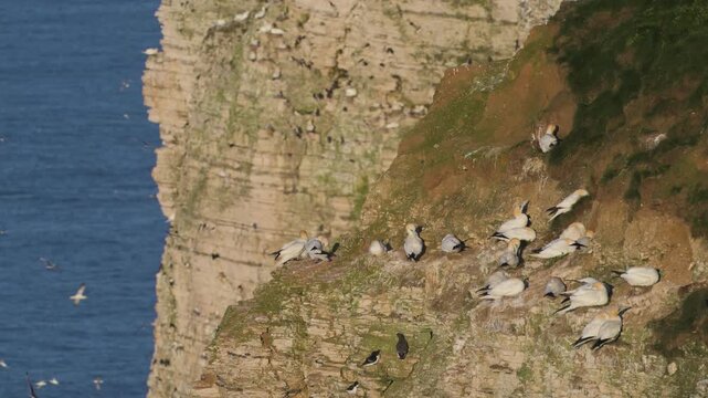 Colony of Northern gannet, Morus bassanus, Bempton Cliffs, Yorkshire, England