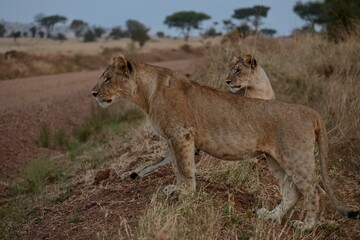 Two African lionesses watching the savanna together in Tanzania  © Paige