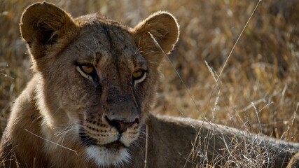 frican lioness close-up portrait in dry savanna grass © Paige