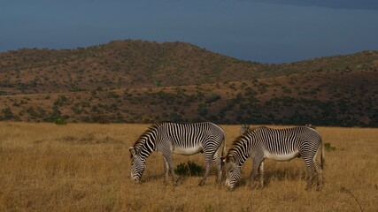 Zebras grazing beneath dark storm clouds on African savanna in Tanzania  © Paige