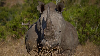 White rhinoceros facing camera in African grassland in Kenya © Paige