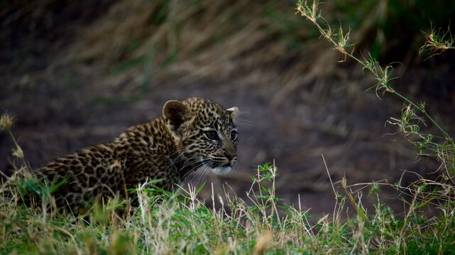 Young leopard cub walking through grass in African wilderness in Tanzania 