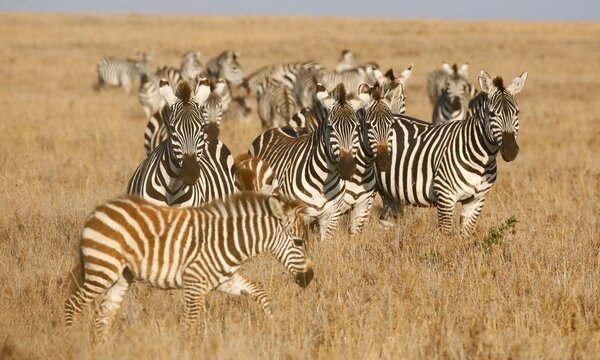 Large herd of zebras gathered on African savanna