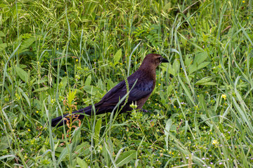 Naklejka premium brown-headed cowbird in the grass