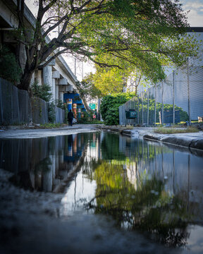Tree reflected in urban puddle beneath elevated roadway in Miami