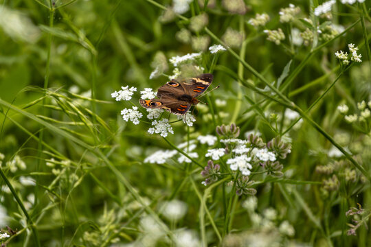 butterfly on a flower