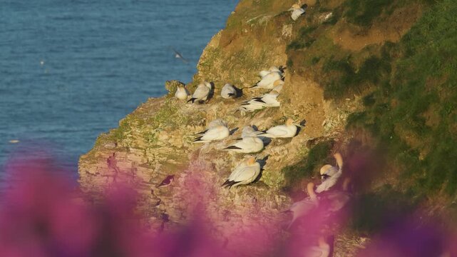 Colony of Northern gannet, Morus bassanus, Bempton Cliffs, Yorkshire, England