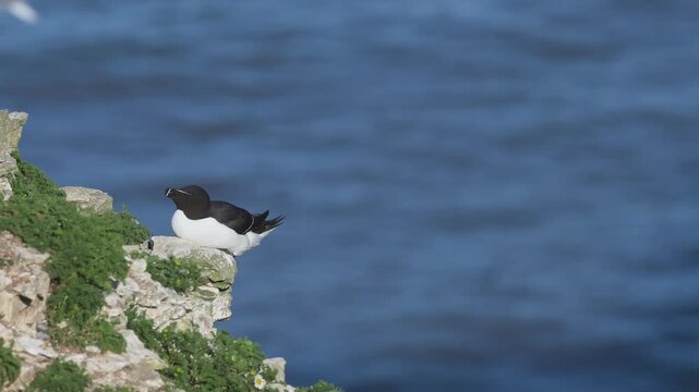 Razorbill, Alca torda, Bempton Cliffs, Yorkshire, England