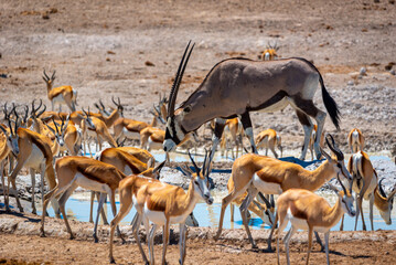 Silver antelope © torsti