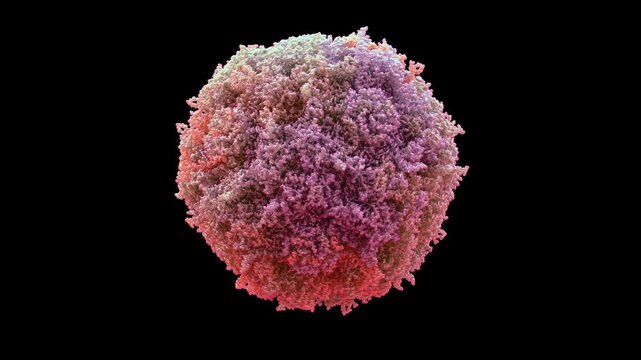 3D structure of cryo-EM infectious B19V capsid, T=1 icosahedral shell, self-replicating pathogenic parvovirus primarily for fifth disease, erythema infectiosum and aplastic crisis, loop animation.