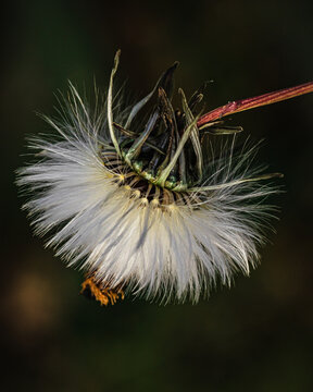 Fluffy sonchus (sow thistles) seed head on a dry stem