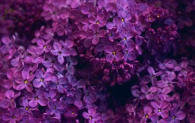 Fototapeta premium A beautiful purple background with close-ups of lilac flowers. Spring fuchsia lilac flowers.