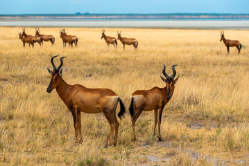 Etosha National Park antelope © torsti