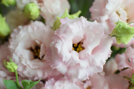 A beautiful pink eustoma (lisianthus) flower in full bloom with green leaves. Selective focus.
