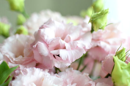 A beautiful pink eustoma (lisianthus) flower in full bloom with green leaves. Selective focus.
