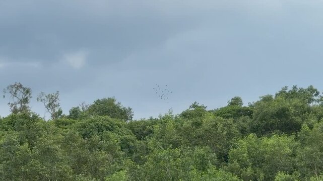 Flock of Birds Flying Over Sundarbans Mangrove Forest in Khulna, Bangladesh