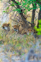 Three Cheetahs in Etosha National Park © torsti