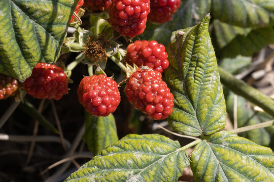 Loganberries growing on plant with green leaves outdoors